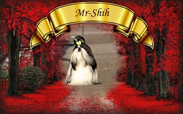 mr-shih.jpg