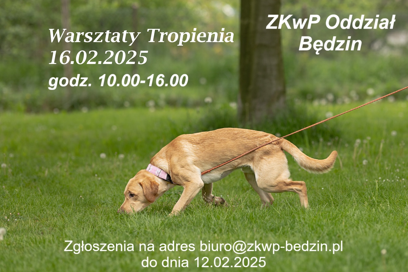 warsztaty tropienia będzin